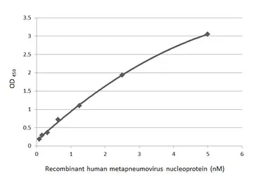 Human Metapneumovirus Nucleoprotein, DDDDK tag. GTX139078-pro
