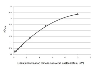 Human Metapneumovirus Nucleoprotein, DDDDK tag. GTX139078-pro