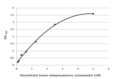 Human Metapneumovirus Nucleoprotein, DDDDK tag. GTX139078-pro