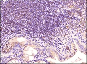 Anti-TLR3 antibody [40C1285.6] used in IHC (Paraffin sections) (IHC-P). GTX13915