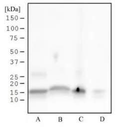 Anti-Histone H3S28ph (phospho Ser28) antibody [117C826] used in Western Blot (WB). GTX13924