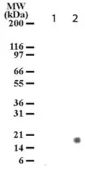 Anti-Histone H3S28ph (phospho Ser28) antibody [117C826] used in Western Blot (WB). GTX13924