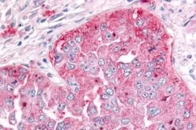 Anti-ADAMTS5 antibody used in IHC (Paraffin sections) (IHC-P). GTX13976