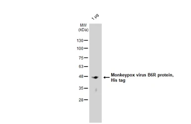 Mpox virus B6R protein, His tag. GTX140327-pro