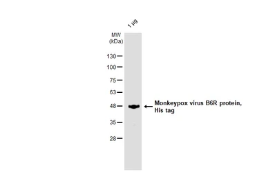 Mpox virus B6R protein, His tag. GTX140327-pro
