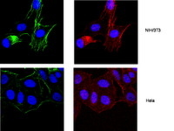 Anti-Actin antibody [2Q1055] used in Immunocytochemistry/ Immunofluorescence (ICC/IF). GTX14128