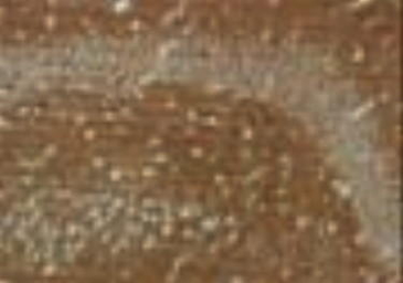 Anti-Actin antibody [2Q1055] used in Immunohistochemistry (IHC). GTX14128