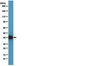 Anti-Actin antibody [2Q1055] used in Western Blot (WB). GTX14128