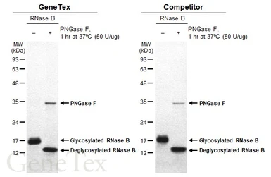 PNGase F. GTX141281-pro