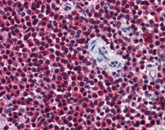 Anti-TCP1 beta antibody [4E217] used in IHC (Paraffin sections) (IHC-P). GTX14137