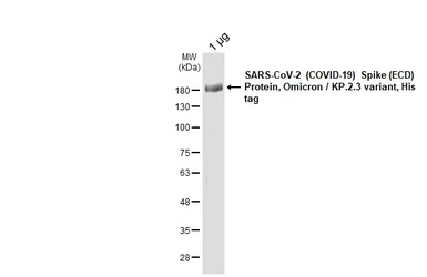 SARS-CoV-2 (COVID-19) Spike (ECD) Protein, Omicron / KP.2.3  variant, His tag. GTX141540-pro