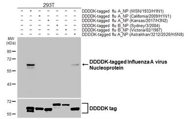 Anti-Influenza A virus Nucleoprotein antibody [H16-L10-4R5] used in Western Blot (WB). GTX14213