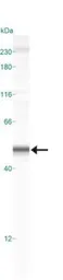 Anti-Caspase 1 antibody [14F468] used in Western Blot (WB). GTX14367
