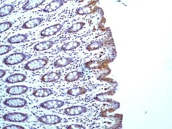 Anti-Caspase 1 antibody [14F468] used in IHC (Paraffin sections) (IHC-P). GTX14367