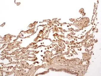 Anti-Caspase 1 antibody [14F468] used in IHC (Paraffin sections) (IHC-P). GTX14367