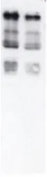 Anti-Ubiquitin antibody used in Western Blot (WB). GTX14372