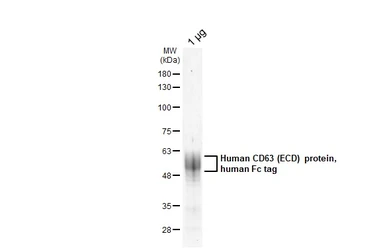 Human CD63 (ECD) protein, human Fc tag. GTX144107-pro