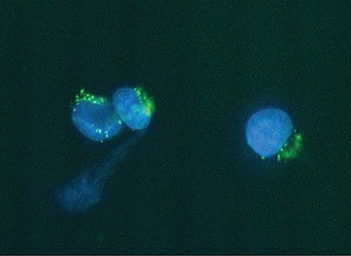 Anti-Golgi Zone antibody [2Q2229] used in Immunocytochemistry/ Immunofluorescence (ICC/IF). GTX14490