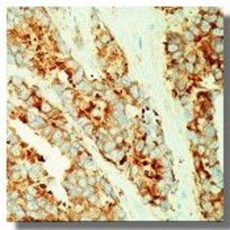 Anti-MVP/LRP antibody [0.N.389] used in IHC (Paraffin sections) (IHC-P). GTX14562