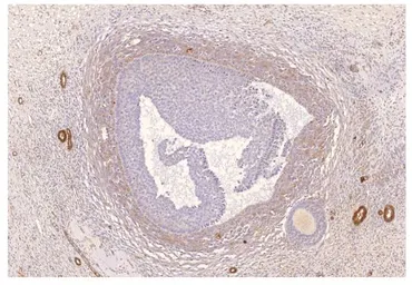 Anti-PDE8A antibody used in Immunohistochemistry (IHC). GTX14618