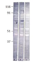 Anti-Baboon antibody used in Western Blot (WB). GTX14681
