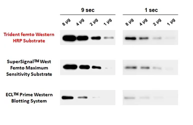 Trident femto Western HRP Substrate. GTX14698