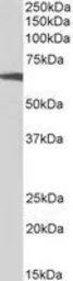 Anti-p70 S6K antibody, C-term used in Western Blot (WB). GTX14708