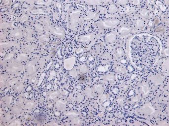 Anti-MID2 antibody, C-term used in IHC (Paraffin sections) (IHC-P). GTX14749