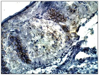 Anti-ADCY4 antibody used in IHC (Paraffin sections) (IHC-P). GTX14779