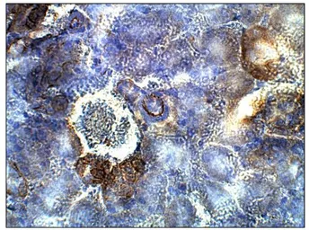 Anti-ADCY4 antibody used in IHC (Paraffin sections) (IHC-P). GTX14779