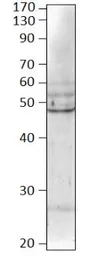 Anti-BMP8 antibody used in Western Blot (WB). GTX14934
