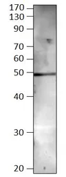 Anti-BMP8 antibody used in Western Blot (WB). GTX14934