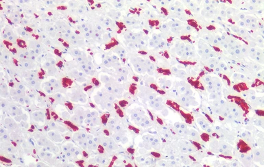Anti-Glycophorin A antibody [HIR2] used in IHC (Paraffin sections) (IHC-P). GTX15009