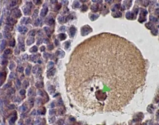 Anti-SCP1 antibody used in IHC (Paraffin sections) (IHC-P). GTX15090