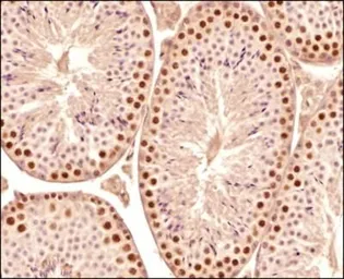 Anti-SCP3 antibody used in IHC (Paraffin sections) (IHC-P). GTX15093