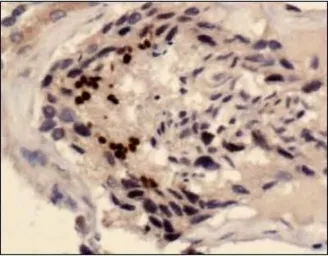Anti-SCP3 antibody used in IHC (Paraffin sections) (IHC-P). GTX15093