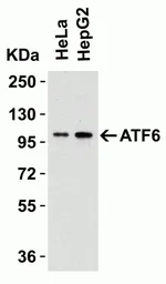 Anti-ATF6 antibody used in Western Blot (WB). GTX15457