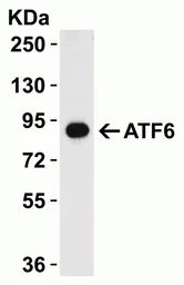 Anti-ATF6 antibody used in Western Blot (WB). GTX15457