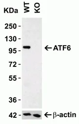 Anti-ATF6 antibody used in Western Blot (WB). GTX15457