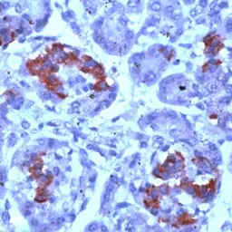 Anti-PMP22 antibody used in IHC (Paraffin sections) (IHC-P). GTX15506