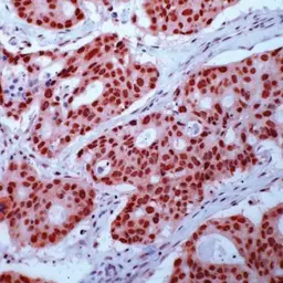 Anti-Retinoid X Receptor gamma antibody used in IHC (Paraffin sections) (IHC-P). GTX15518