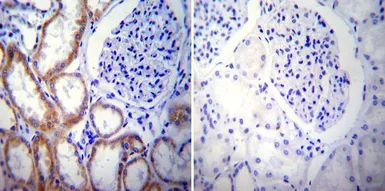 Anti-Presenilin 2 antibody [APS 26] used in IHC (Paraffin sections) (IHC-P). GTX15549