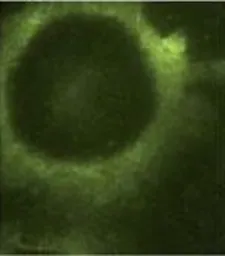 Anti-Presenilin 2 antibody [APS 26] used in Immunocytochemistry/ Immunofluorescence (ICC/IF). GTX15549