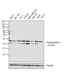 Anti-PRX IV antibody used in Western Blot (WB). GTX15574
