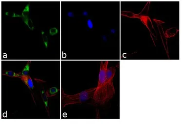 Anti-SEC61B antibody used in Immunocytochemistry/ Immunofluorescence (ICC/IF). GTX15576