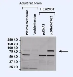 Anti-Nesprin 1 antibody [6A] used in Western Blot (WB). GTX15604