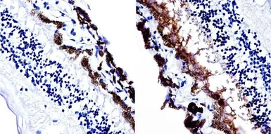 Anti-S-arrestin antibody [PDS1] used in IHC (Paraffin sections) (IHC-P). GTX15617