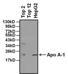 Anti-Apolipoprotein A1 antibody [513] used in Western Blot (WB). GTX15658