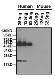 Anti-Apolipoprotein A1 antibody [513] used in Western Blot (WB). GTX15658