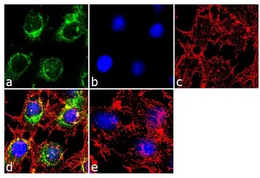 Anti-Apolipoprotein B antibody [F2C13] used in Immunocytochemistry/ Immunofluorescence (ICC/IF). GTX15663